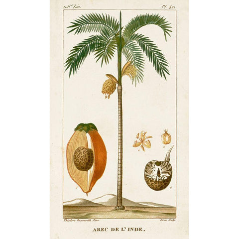 Turpin Exotic Palms V Gold Ornate Wood Framed Art Print with Double Matting by Turpin