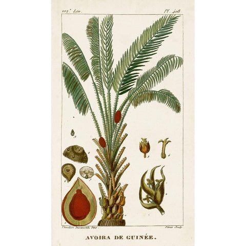 Turpin Exotic Palms VI Gold Ornate Wood Framed Art Print with Double Matting by Turpin