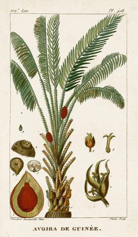 Turpin Exotic Palms VI Black Ornate Wood Framed Art Print with Double Matting by Turpin