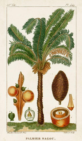 Turpin Exotic Palms VII Black Ornate Wood Framed Art Print with Double Matting by Turpin