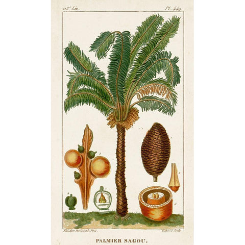 Turpin Exotic Palms VII Gold Ornate Wood Framed Art Print with Double Matting by Turpin