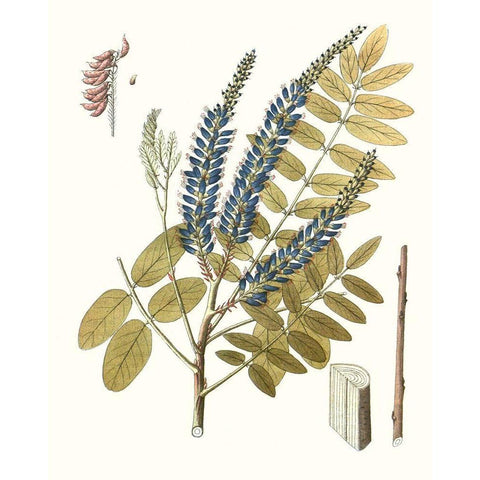 Lacy Leaves II Black Modern Wood Framed Art Print by Unknown