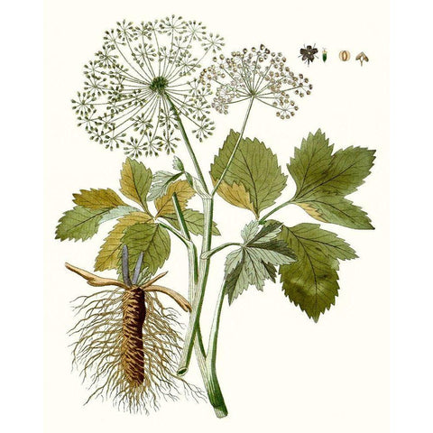Lacy Leaves IV White Modern Wood Framed Art Print by Unknown
