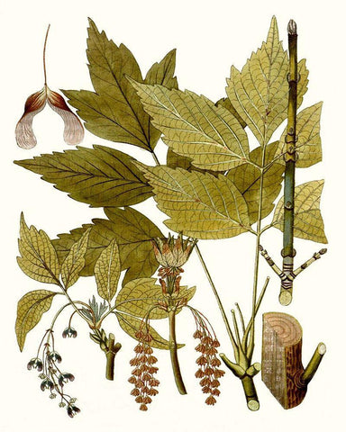 Maple Leaves I Black Ornate Wood Framed Art Print with Double Matting by Unknown