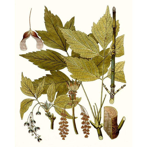 Maple Leaves I Black Modern Wood Framed Art Print by Unknown