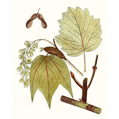 Maple Leaves II White Modern Wood Framed Art Print by Unknown