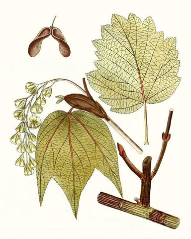 Maple Leaves II Black Ornate Wood Framed Art Print with Double Matting by Unknown