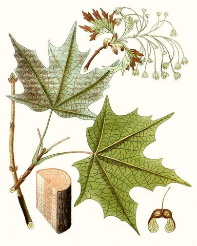 Maple Leaves III Black Ornate Wood Framed Art Print with Double Matting by Unknown