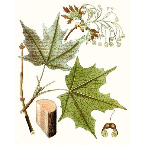 Maple Leaves III Black Modern Wood Framed Art Print by Unknown