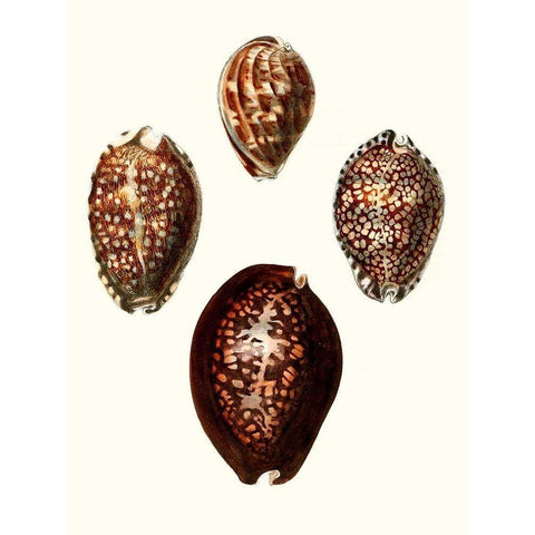 Conchologia Iconica I Black Modern Wood Framed Art Print with Double Matting by Unknown