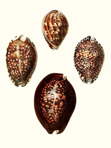 Conchologia Iconica I White Modern Wood Framed Art Print with Double Matting by Unknown