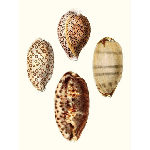 Conchologia Iconica II Black Modern Wood Framed Art Print with Double Matting by Unknown