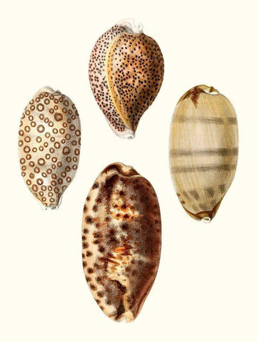 Conchologia Iconica II White Modern Wood Framed Art Print with Double Matting by Unknown