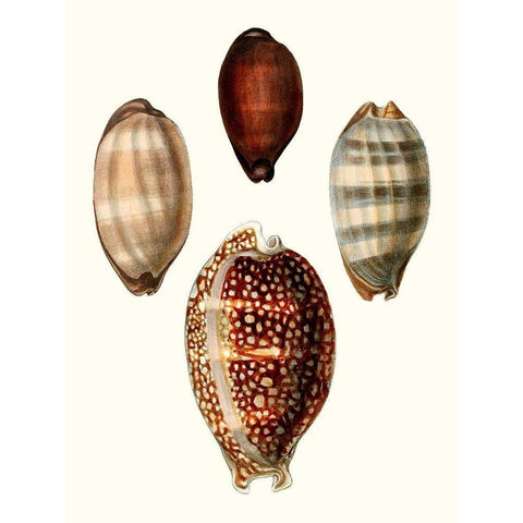 Conchologia Iconica III Black Modern Wood Framed Art Print with Double Matting by Unknown