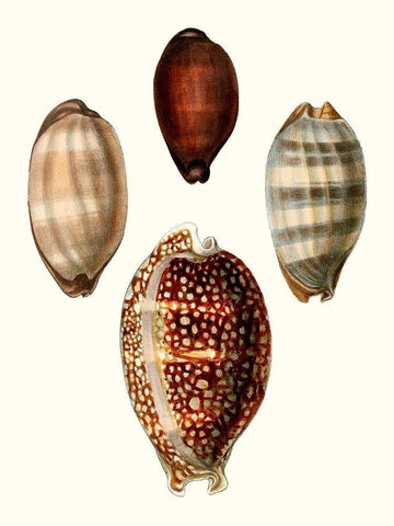 Conchologia Iconica III Black Ornate Wood Framed Art Print with Double Matting by Unknown