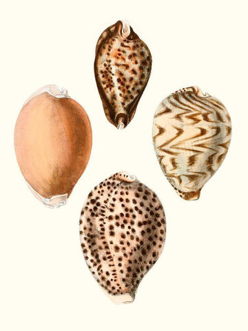 Conchologia Iconica IV Black Ornate Wood Framed Art Print with Double Matting by Unknown