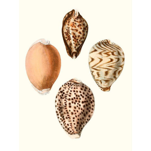 Conchologia Iconica IV Black Modern Wood Framed Art Print with Double Matting by Unknown