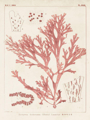 Antique Coral Seaweed I White Modern Wood Framed Art Print with Double Matting by Vision Studio