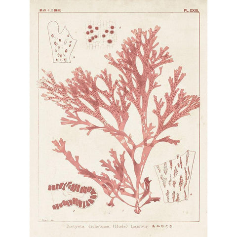 Antique Coral Seaweed I White Modern Wood Framed Art Print by Vision Studio