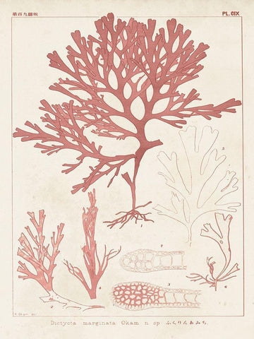 Antique Coral Seaweed II White Modern Wood Framed Art Print with Double Matting by Vision Studio