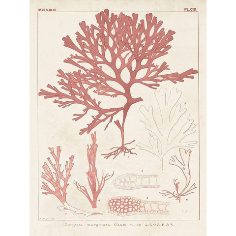 Antique Coral Seaweed II White Modern Wood Framed Art Print by Vision Studio