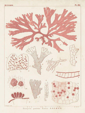 Antique Coral Seaweed III Black Ornate Wood Framed Art Print with Double Matting by Vision Studio