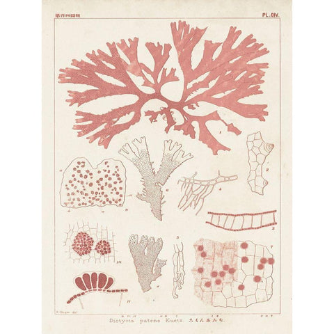 Antique Coral Seaweed III Gold Ornate Wood Framed Art Print with Double Matting by Vision Studio