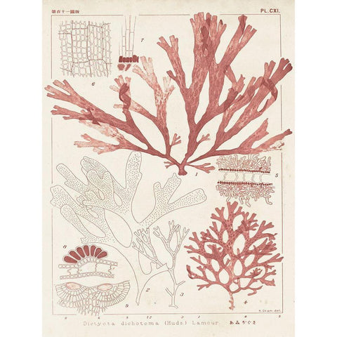 Antique Coral Seaweed IV Black Modern Wood Framed Art Print by Vision Studio