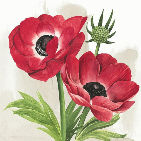 Crimson Anemones I Black Ornate Wood Framed Art Print with Double Matting by Popp, Grace