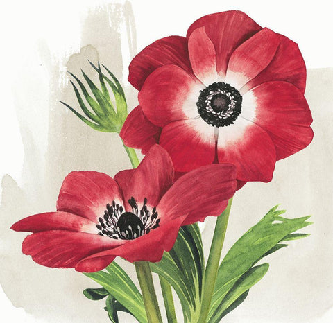 Crimson Anemones II Black Ornate Wood Framed Art Print with Double Matting by Popp, Grace
