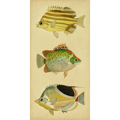 Trio of Tropical Fish I Black Modern Wood Framed Art Print with Double Matting by Vision Studio