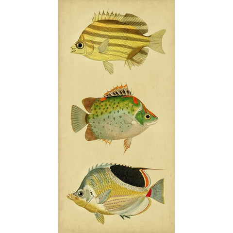 Trio of Tropical Fish I White Modern Wood Framed Art Print by Vision Studio