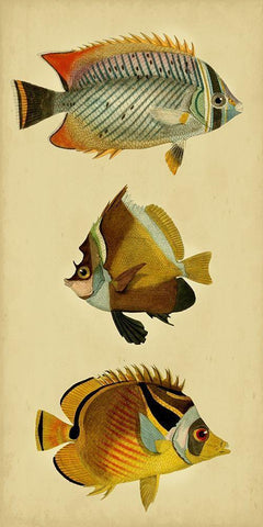 Trio of Tropical Fish II White Modern Wood Framed Art Print with Double Matting by Vision Studio