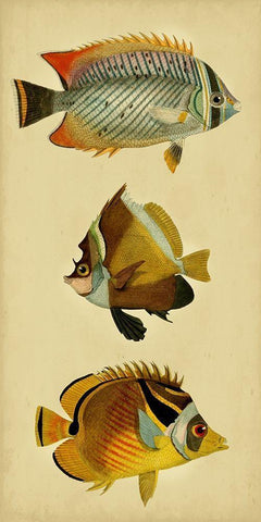 Trio of Tropical Fish II Black Ornate Wood Framed Art Print with Double Matting by Vision Studio