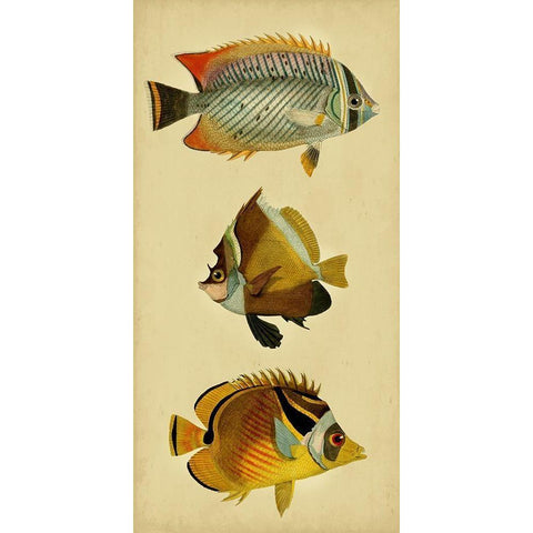 Trio of Tropical Fish II Black Modern Wood Framed Art Print with Double Matting by Vision Studio