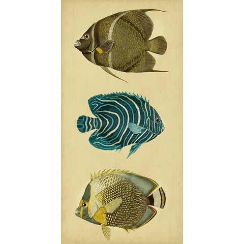 Trio of Tropical Fish III Black Modern Wood Framed Art Print with Double Matting by Vision Studio