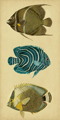 Trio of Tropical Fish III Black Ornate Wood Framed Art Print with Double Matting by Vision Studio