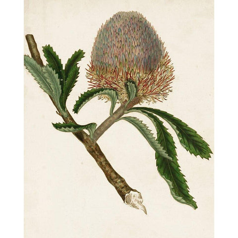 Antique Protea I Black Modern Wood Framed Art Print with Double Matting by Unknown