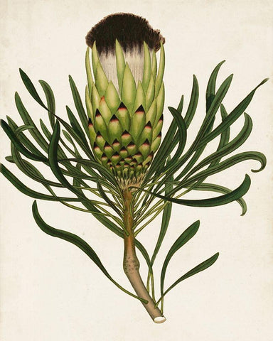 Antique Protea II Black Ornate Wood Framed Art Print with Double Matting by Unknown