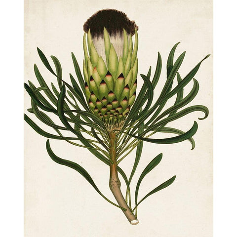 Antique Protea II White Modern Wood Framed Art Print by Unknown