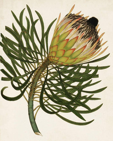 Antique Protea III Black Ornate Wood Framed Art Print with Double Matting by Unknown