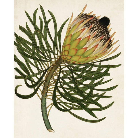 Antique Protea III Gold Ornate Wood Framed Art Print with Double Matting by Unknown