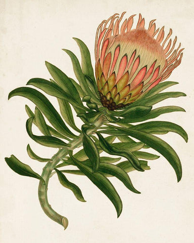 Antique Protea IV White Modern Wood Framed Art Print with Double Matting by Unknown