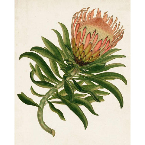 Antique Protea IV Gold Ornate Wood Framed Art Print with Double Matting by Unknown