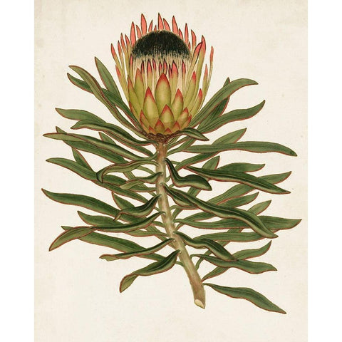 Antique Protea VI Black Modern Wood Framed Art Print with Double Matting by Unknown