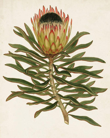 Antique Protea VI White Modern Wood Framed Art Print with Double Matting by Unknown