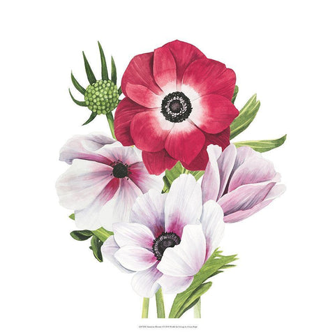 Anemone Blooms I Black Ornate Wood Framed Art Print with Double Matting by Popp, Grace