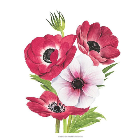 Anemone Blooms II White Modern Wood Framed Art Print with Double Matting by Popp, Grace