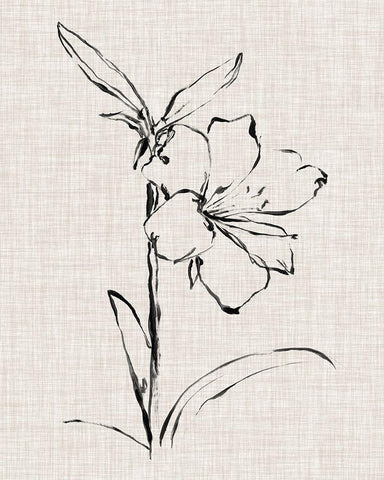 Floral Ink Study I White Modern Wood Framed Art Print with Double Matting by Harper, Ethan