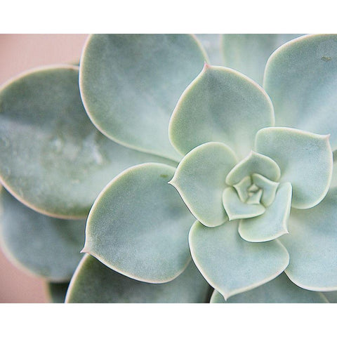 Succulent Glow III White Modern Wood Framed Art Print by Johnson, Jason